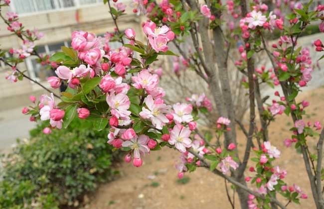 西府海棠圖片 海棠養(yǎng)殖方法