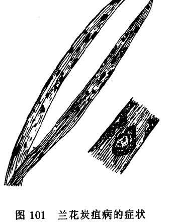 怎樣防治梅花和蘭花炭疽病圖 蘭花病蟲害防治技術(shù)