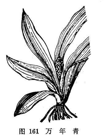 萬年青的繁殖習性及養(yǎng)殖方法 萬年青的養(yǎng)殖方法
