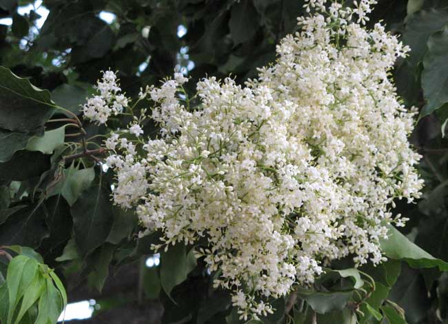 六月雪的養(yǎng)殖方法 六月雪種植方法