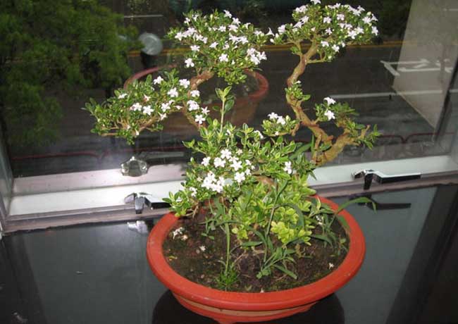 六月雪盆景養(yǎng)護與圖片欣賞 六月雪養(yǎng)殖方法