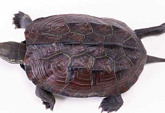 烏龜飼養(yǎng)管理技術