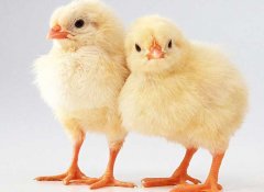 小雞怎么養(yǎng)最好？