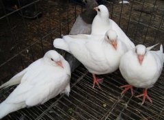 肉鴿如何才能提高成活率？