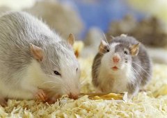 被老鼠咬了怎么辦？