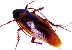 蟑螂的危害和該怎么消滅？