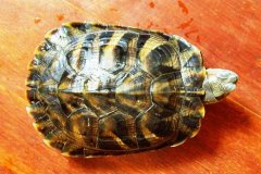 烏龜不吃食怎么辦？