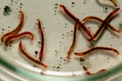 紅蟲怎么掛鉤？