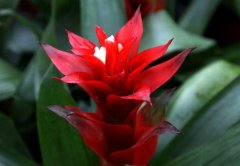 鳳梨花的作用有哪些?