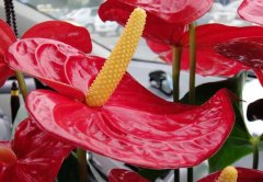 紅掌有毒嗎？