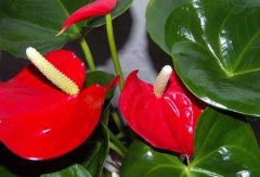 紅掌的養(yǎng)殖方法和注意事項(視頻)