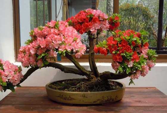 杜鵑盆景制作方法及圖片欣賞 杜鵑種植方法