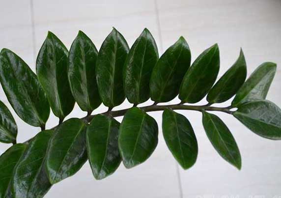 金錢樹的養(yǎng)殖方法和注意事項(xiàng) 花卉怎么養(yǎng)