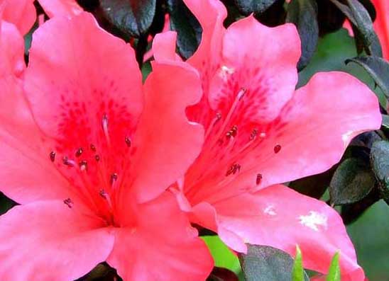 杜鵑花有毒嗎? 杜鵑花養(yǎng)殖方法