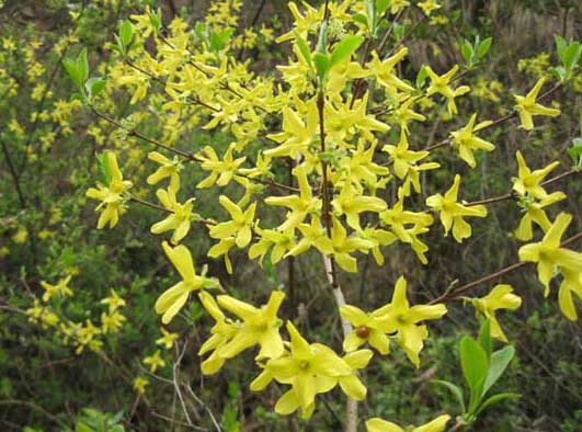 連翹種植技術 連翹種植技術