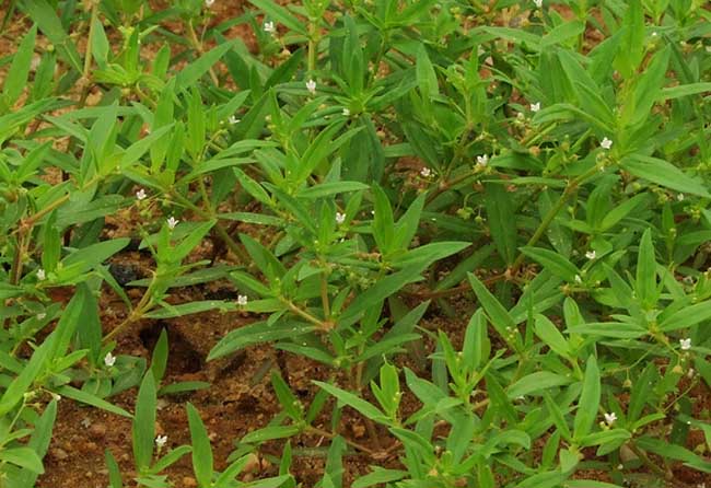 白花蛇舌草的十大應(yīng)用 白花蛇舌草的功效與作用
