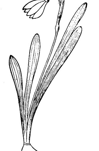 雪花蓮的產(chǎn)地分布與栽培繁殖 花卉的繁殖方法