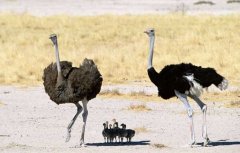 鴕鳥養(yǎng)殖-鴕鳥圖片