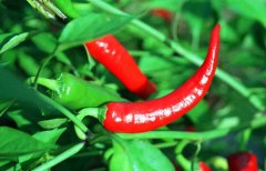 辣椒屬于什么類蔬菜？