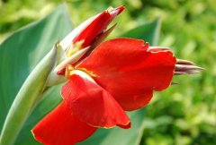 美人蕉有毒嗎？