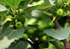 無花果有花嗎？