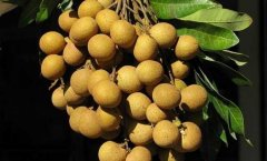 龍眼和桂圓的區(qū)別有哪些？