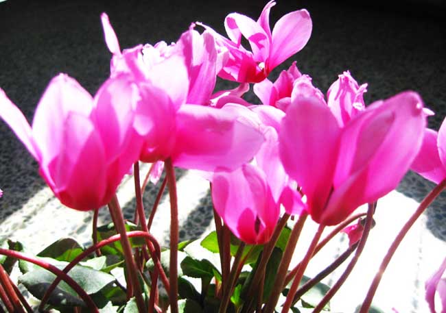 仙客來葉子發(fā)黃的原因及解決辦法 仙客來掉葉子怎么辦