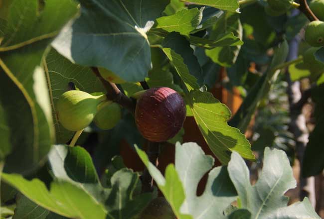 無花果的營養(yǎng)價(jià)值 無花果的功效與作用