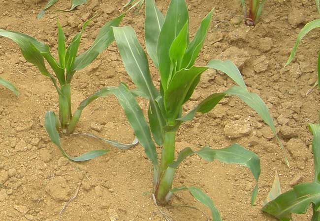 玉米病蟲(chóng)害防治技術(shù)