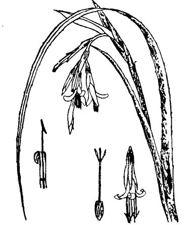 垂蘭水塔花的栽培和繁殖方法 花卉的繁殖方法