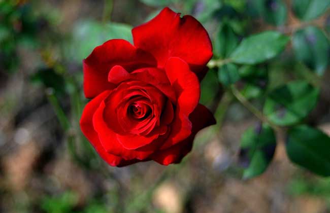 玫瑰養(yǎng)殖方法