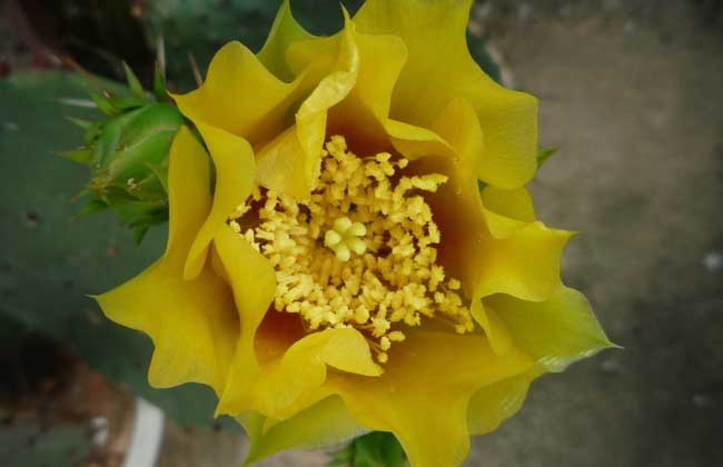 仙人掌的養(yǎng)殖方法-仙人掌圖片 仙人掌怎么養(yǎng)