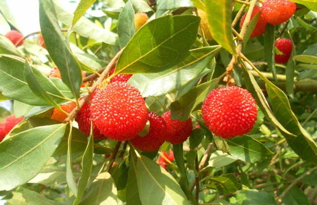 楊梅 蟲(chóng)子