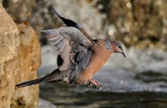 斑鳩的種類有哪些？