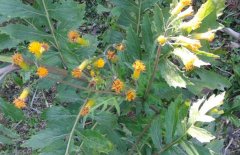 土三七和三七的區(qū)別有哪些？