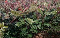 清香木真能驅(qū)蚊嗎？