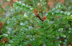 清香木與胡椒木的區(qū)別有哪些？