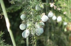 文竹的種子怎么種？