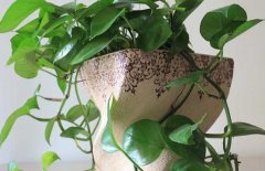 綠蘿能吸甲醛嗎？