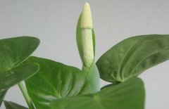 滴水觀音開花嗎？