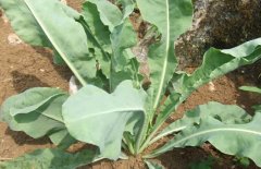 板藍(lán)根種子怎么種？