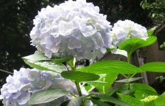 繡球花可以放在室內(nèi)嗎？繡球花適合放在哪里？