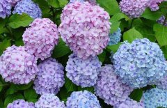 繡球花的花期是什么時候?