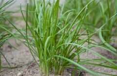 韭菜和什么不能一起吃？