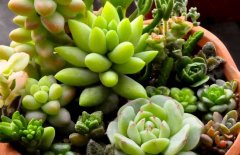 有毒的多肉植物有哪些？