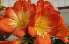 君子蘭放在臥室好嗎？