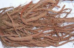 丹參能泡酒嗎？丹參泡酒的好處與配方