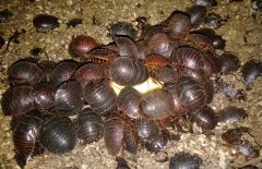 貴州土元養(yǎng)殖場有哪些？