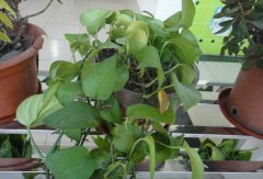 常見的凈化空氣的室內(nèi)植物有哪些？