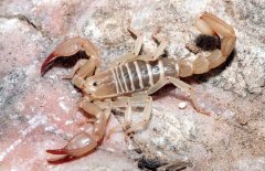 蝎子價格多少錢一斤，蝎子人工養(yǎng)殖前景如何？